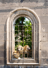 Three stray dogs peer out of a barred window, Gyumri, Armenia
