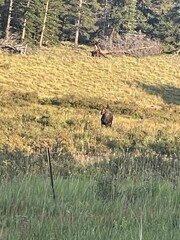 Mountain cow moose and calf