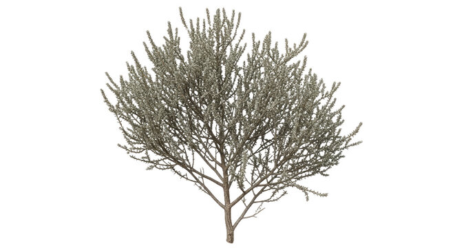 Haloxylon Ammodendron (Saxaul) - Desert Tree Isolated for Arid Landscapes