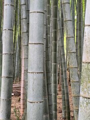 Dense Bamboo Forest with Natural Vertical Lines