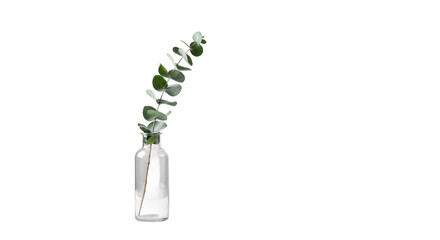 Elegant Eucalyptus Sprig in Glass Vase on Isolated Transparent Background