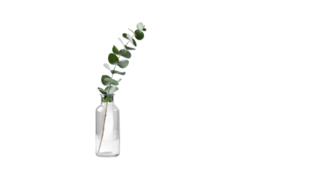 Elegant Eucalyptus Sprig in Glass Vase on Isolated Transparent Background