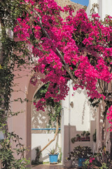Cozy Cycladic-style courtyard on Santorini island. Flowers in blue pots and lush bougainvillea