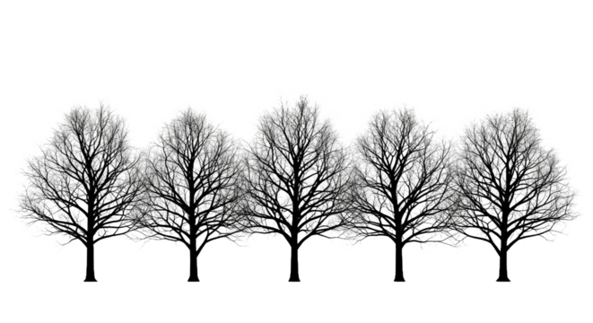 Isolated Winter Maple Tree - Genus Acer Bare Tree for Cold Landscapes - Powered by Adobe