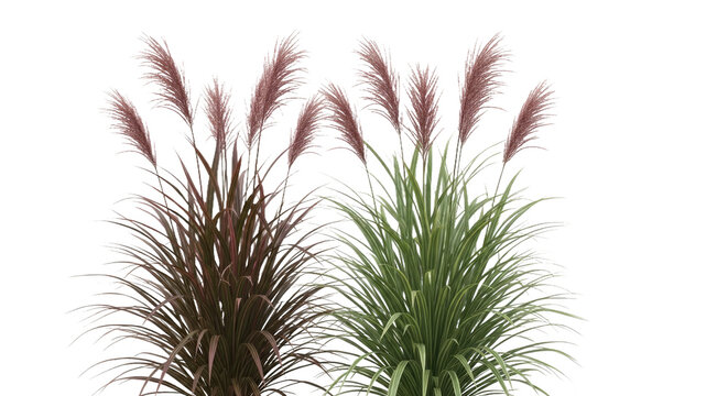 Isolated Miscanthus Purpurascens & Phormium Cookianum - Textured Grasses