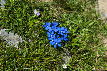 Blue wildflowers blooming in alpine meadow