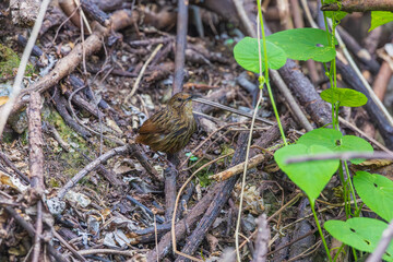 Long-billed wren-babbler (Napothera malacoptila) at Eaglenest Wildlife Sanctuary, Arunachal Pradesh, India.