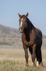 Wild Horse in Springtime in the Utah Desert