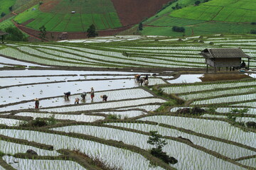 Beautiful landscape at Pa Bong Pieng community , this place is farmer plant rice on the lush...