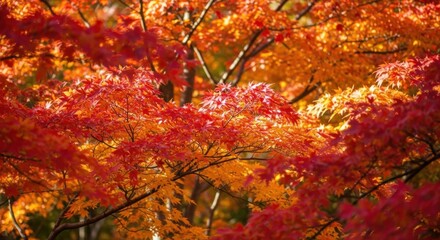 Vibrant Autumn Foliage Showcasing a Spectrum of Warm Red and Orange Hues in a Forest Canopy