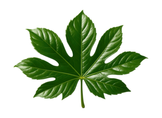 Palmate leaf with lobes of varying lengths and a central vein, glossy green