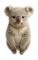 Fototapeta premium Koala joey with soft, pale fur and pinkish nose