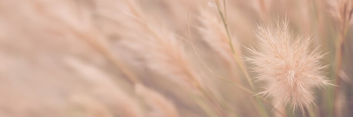 Obraz premium Fluffy pampas grass plumes swaying in golden sunlight at sunset, natural prairie plant outdoors. Beautiful abstract botanical shot for tranquil decor, wallpaper or nature background. 