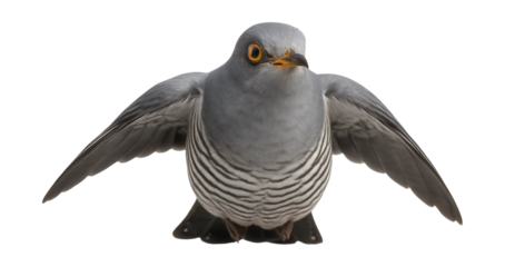 Eurasian cuckoo with slender gray body and barred underparts