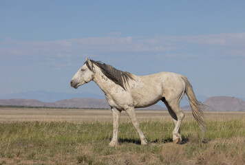 Wild Horse in Springtime in the Utah Desert