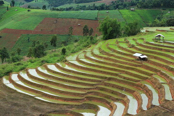Beautiful landscape at Pa Bong Pieng community , this place is farmer plant rice on the lush...