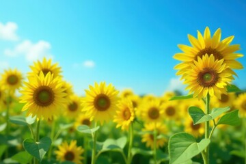 Fototapeta premium Vibrant yellow sunflowers bask in a clear blue sky , rural, floral