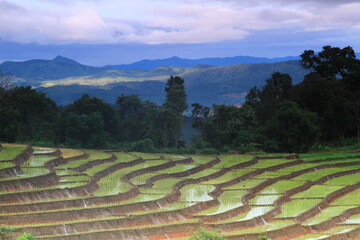 Beautiful landscape at Pa Bong Pieng community , this place is farmer plant rice on the lush...