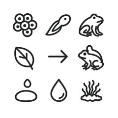 Amphibian Life Cycle Icons. Outline icon set of amphibian life cycle: frog egg cluster, tadpole, metamorphosis arrow, froglet,