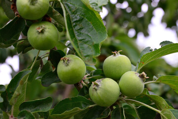 Close-up of unripe green apples growing on a tree branch in the sunlight