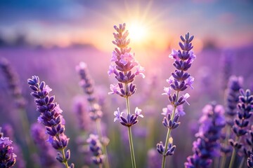 Fototapeta premium Lavender blossoms bathed in golden sunlight purple
