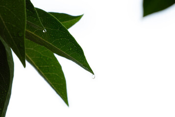 raindrop hanging on the leaf