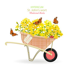 banner with a wheelbarrow of blooming tutsan flowers. card with Hypericum perforatum wildflowers in a cart with hang tag. medicinal herbal St. John's wort in barrow with craft paper tag label