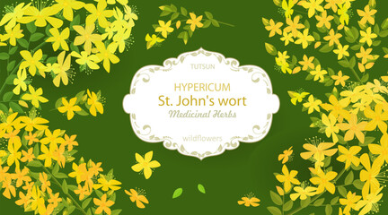 banner with blooming tutsan flowers. card with St. John's wort wildflowers on green background. medicinal herbal Hypericum perforatum. vintage craft lable