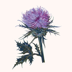 Illustration of vector realistic hand drawn Scottish thistle isolated