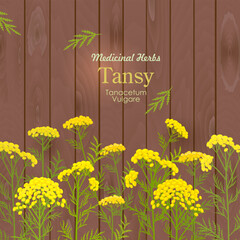 square banner with blooming Tanacetum vulgare flowers. card with tansy wildflowers on wooden background. medicinal herbal bitter buttons.