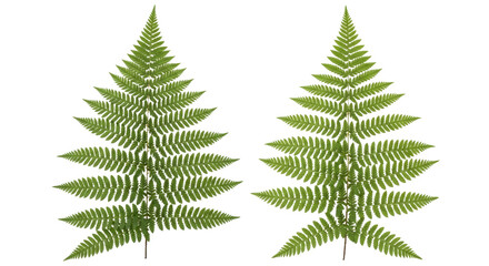 Soft Shield Fern & Ostrich Fern - Isolated Polystichum Setiferum & Matteuccia