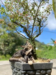 Lazy Cat Lounging in Flower Pot Under a Bonsai Tree on a Sunny Day