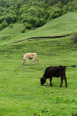 Two Young Calves Grazing on Hillside