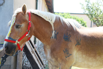 Child's paws on the school horse at the summer children's riding camp outdoors.