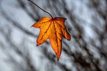 Single orange autumn leaf illuminated by the sun, with out-of-focus branches in the background.