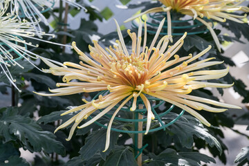 Beautiful Spider Chrysanthemum (Dendranthema morifolium) flower.
