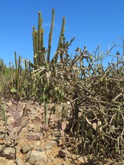 variety of cactus in a desert in Sinaloa, Mexico