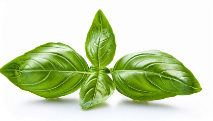 Obraz premium basil leaves on white background