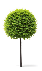 Symmetrical ornamental tree with lush green leaves, isolated on white background. Ideal for eco or urban design themes.
