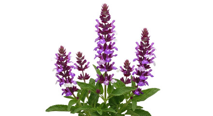 Salvia Officinalis Tricolor (Tricolor Sage) - Isolated Variegated Herb