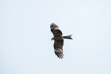 brown kite spreads its big wings and flies across the sky, view from below