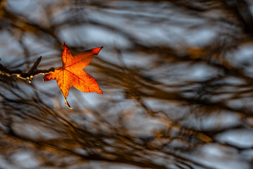 Single orange autumn leaf illuminated by the sun, with out-of-focus branches in the background.