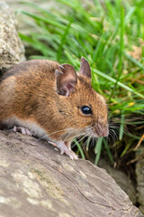 a mouse with a funny ear