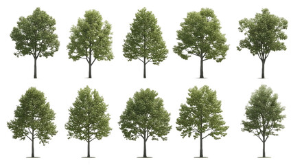 Isolated Alnus Rubra (Red Alder) - Perfectly Cutout Street Trees