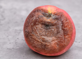 A close-up of a moldy rotten apple