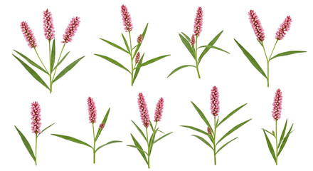 Isolated Bistorta Officinalis (Meadow Bistort) - High-Res Floral Cutout