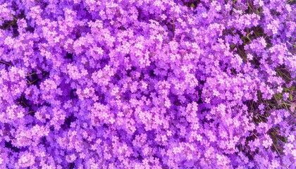 Tiny bush of blooming purple flowers for stylish floral backdrop