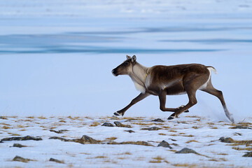 Horse and foal running on the beach with water nearby