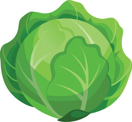 Fresh green cabbage illustration on a clean white background
