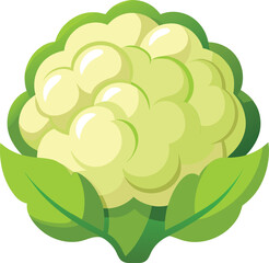 Fresh cauliflower illustration on a clean white background for healthy eating and food design